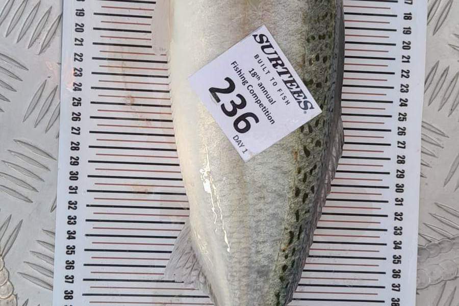 Phill Hill caught this 48.0cm Kahawai at Whitianga  during The Export NZ Fishing Competition