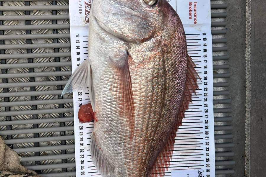 Alex Blackett caught this 48.5cm Snapper at Coromandel during The Export NZ Fishing Competition