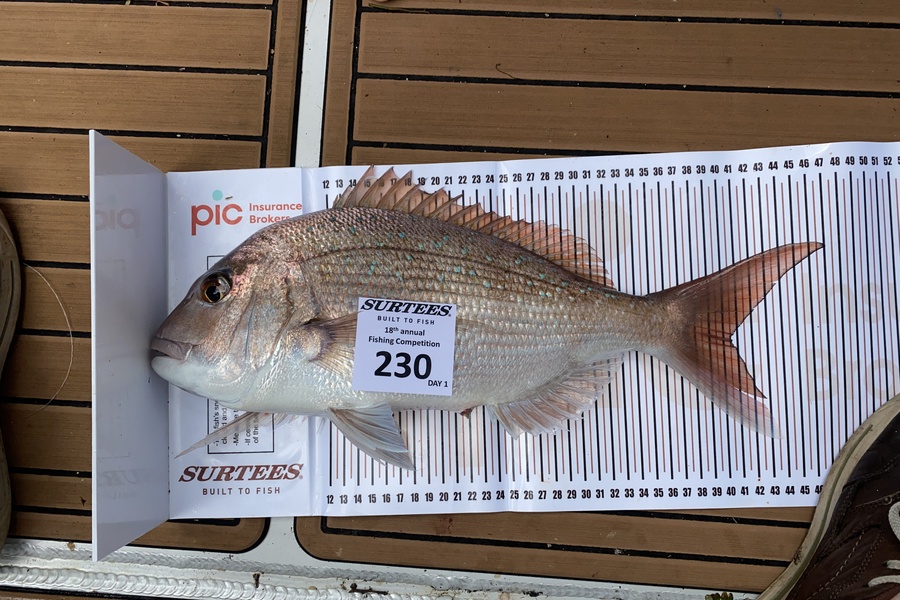 Malcolm Edgar caught this 40.5cm Snapper at Coromandel during The Export NZ Fishing Competition