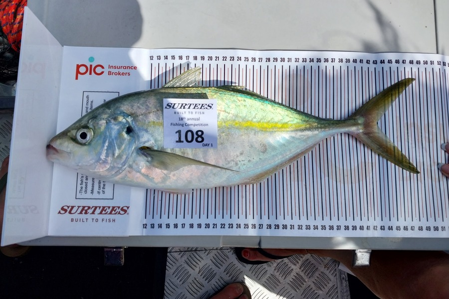 Bryce Heard caught this 43.0cm Trevally at Whitianga during The Export NZ Fishing Competition