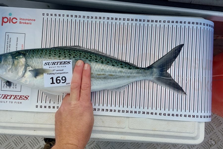 Matt Simpson caught this 43.0cm Kahawai at Whitianga  during The Export NZ Fishing Competition