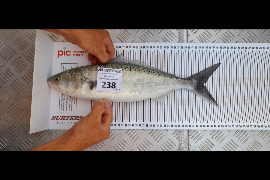 Coban  Hill caught this 44.5cm Kahawai at Coromandel during The Export NZ Fishing Competition