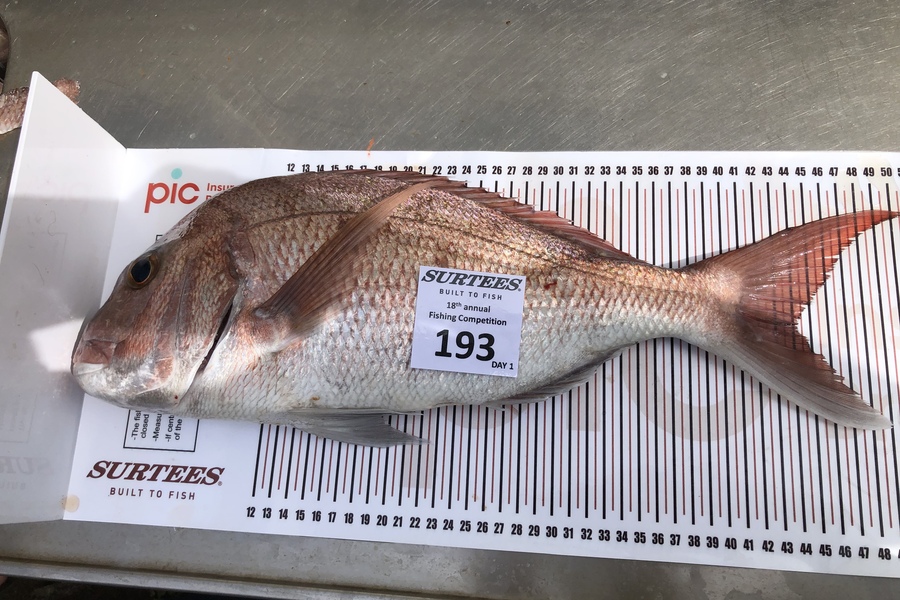 Phil  Terlesk caught this 44.0cm Snapper at Coromandel during The Export NZ Fishing Competition