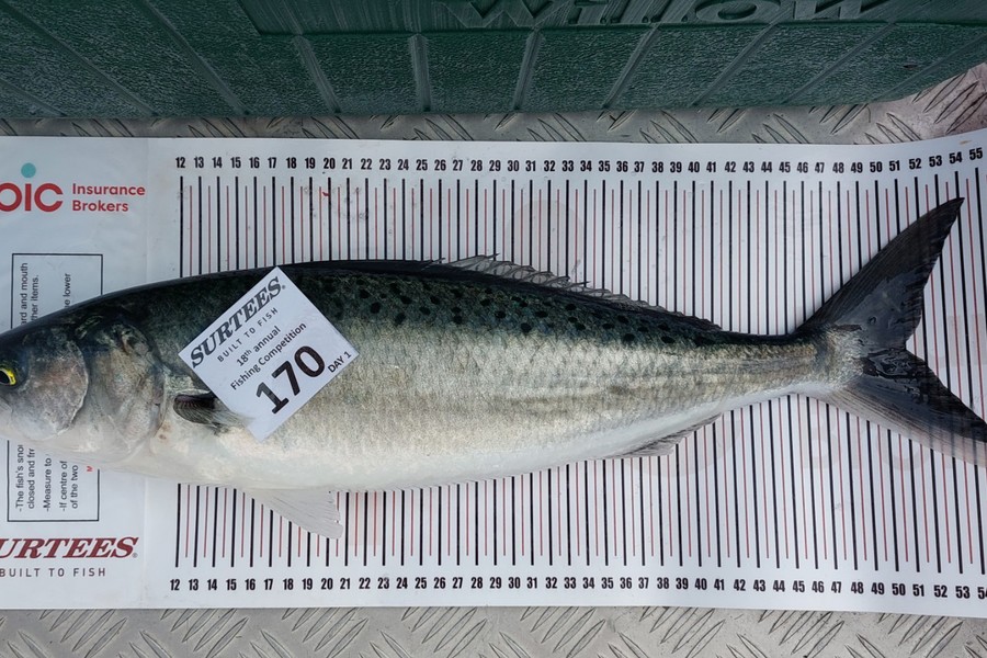 Scott Simpson caught this 51.0cm Kahawai at Mercury Bay during The Export NZ Fishing Competition