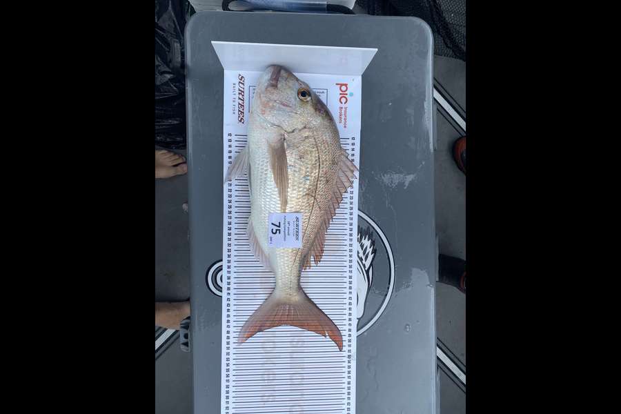 Kane Campbell caught this 46.5cm Snapper at Coromandel during The Export NZ Fishing Competition
