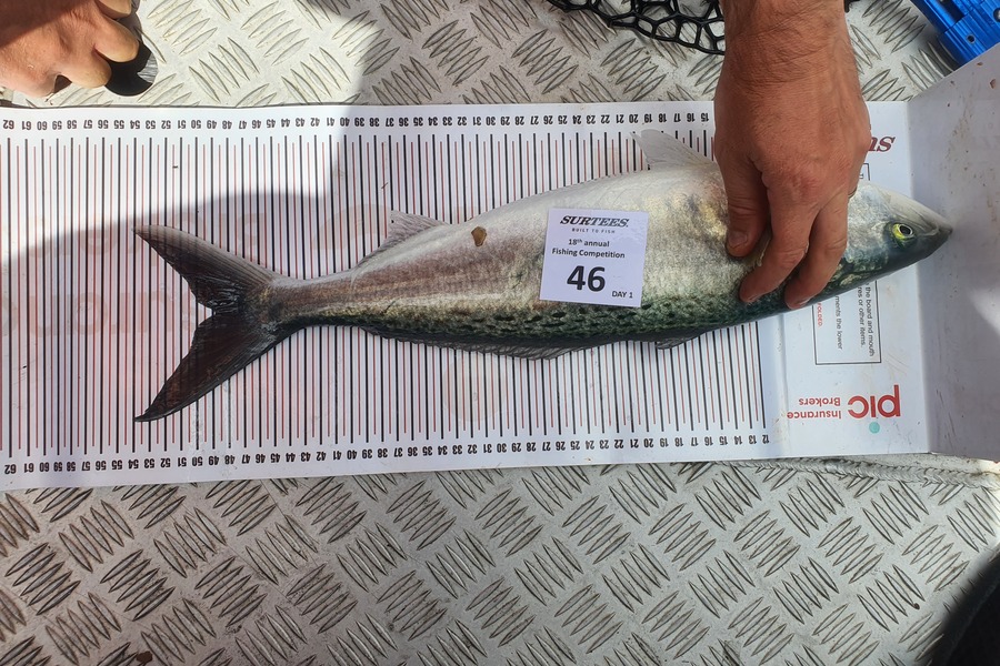 Dirk Raux caught this 49.0cm Kahawai at Coromandel during The Export NZ Fishing Competition