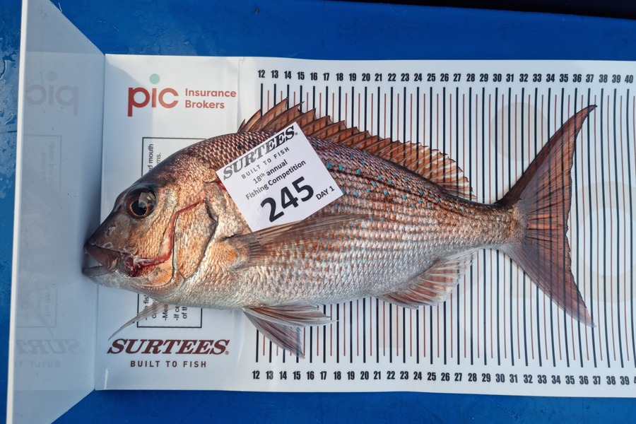 Rachael Macdonald caught this 35.0cm Snapper at Aldermans during The Export NZ Fishing Competition