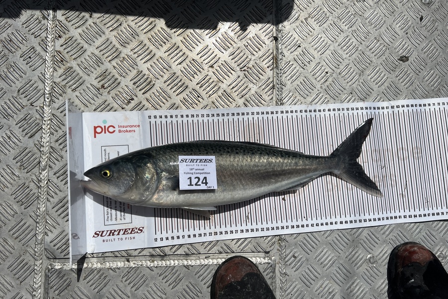 Zak Jacobs caught this 52.5cm Kahawai at Coromandel during The Export NZ Fishing Competition