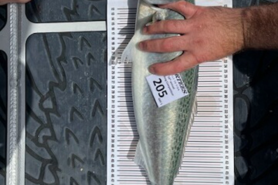 Jan Hogendoorn caught this 55cm Kahawai at Mercury bay during The Export NZ Fishing Competition