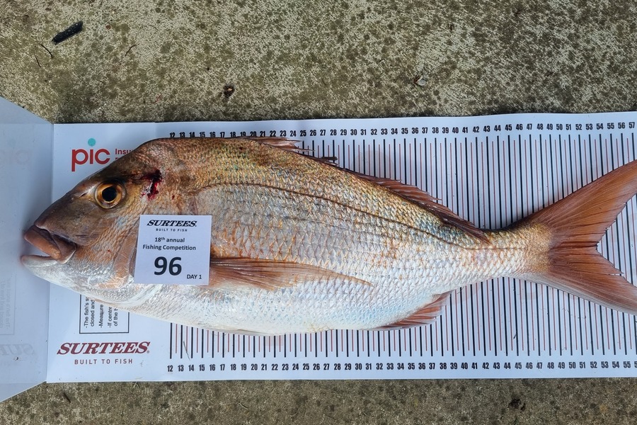 Andrew Macdonald caught this 53.0cm Snapper at Coromandel during The Export NZ Fishing Competition