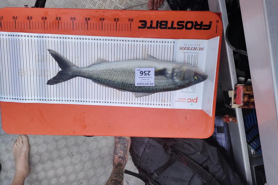 Chris Lacey caught this 51.0cm Kahawai at Coromandel during The Export NZ Fishing Competition