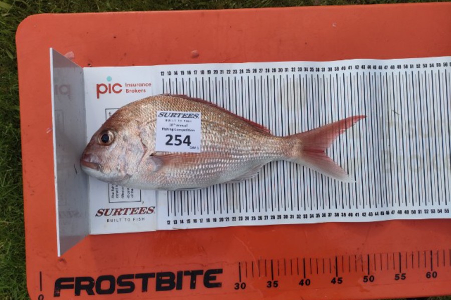 Glen Spearpoint caught this 36.5cm Snapper at Coromandel during The Export NZ Fishing Competition