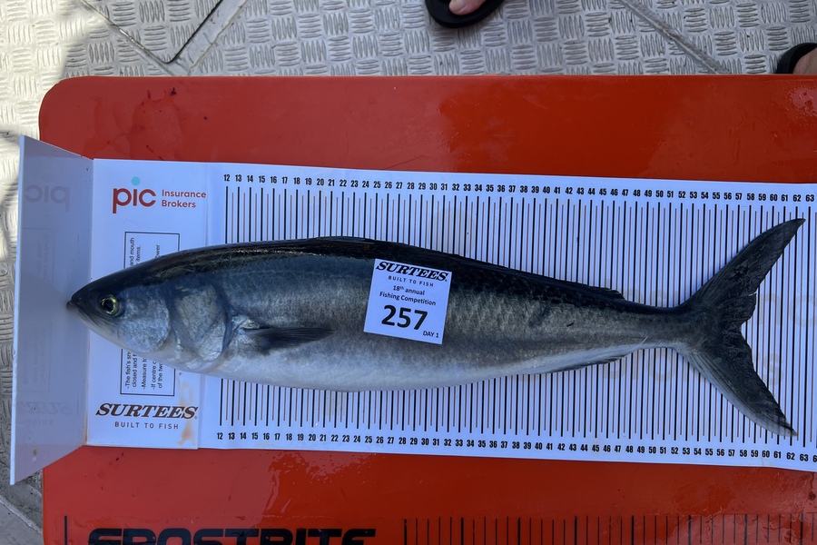 Stuart Hickey caught this 57.5cm Kahawai at Coromandel during The Export NZ Fishing Competition