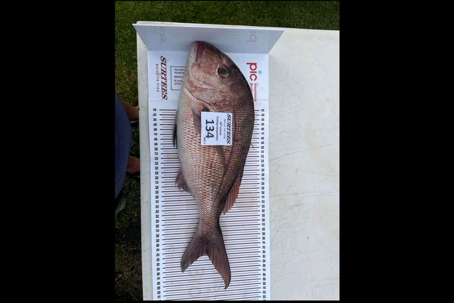 Chris Blanken caught this 42.5cm Snapper at Cooks  during The Export NZ Fishing Competition