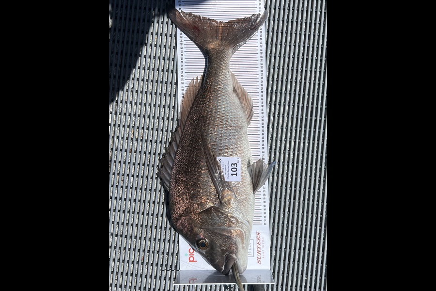Tom Harley caught this 69.0cm Snapper at Coromandel during The Export NZ Fishing Competition