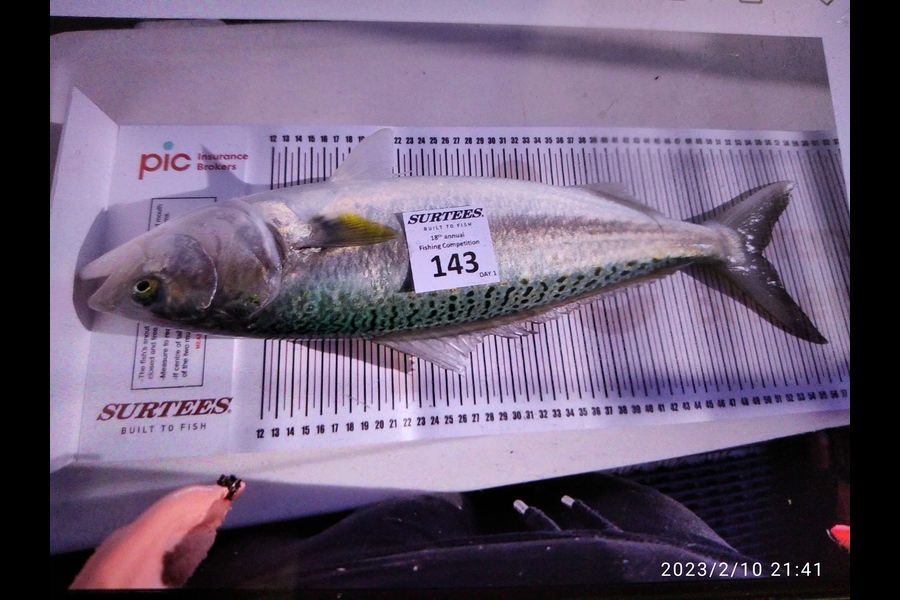 Tony  Rea caught this 52.0cm Kahawai at Coromandel during The Export NZ Fishing Competition
