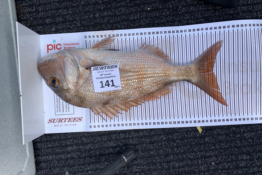 Logan Rea caught this 43.0cm Snapper at Coromandel during The Export NZ Fishing Competition