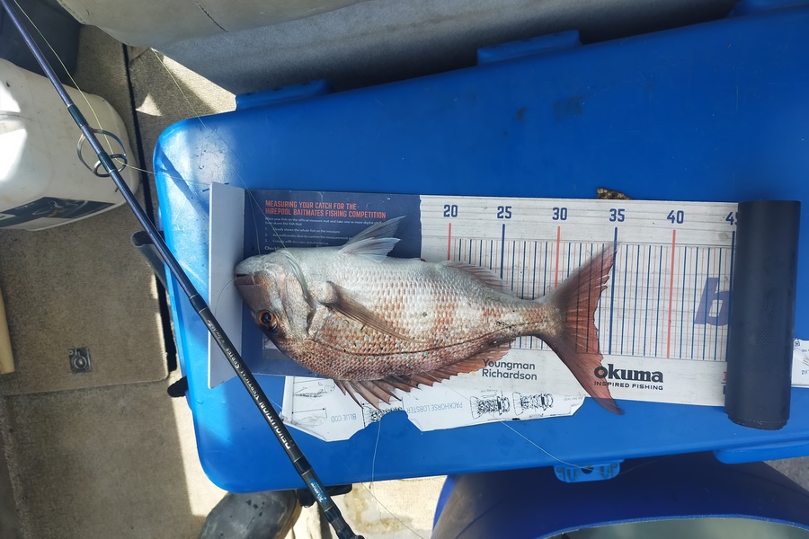 Len Clarke caught this 33.5cm Snapper at Whangaroa during The Export NZ Fishing Competition