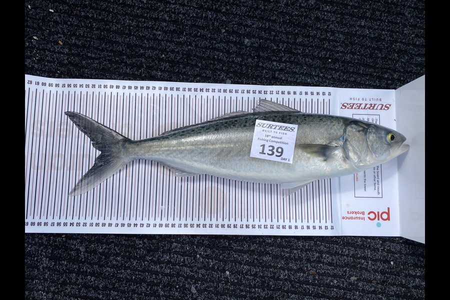 Daniel Rea caught this 50cm Kahawai at Coromandel during The Export NZ Fishing Competition