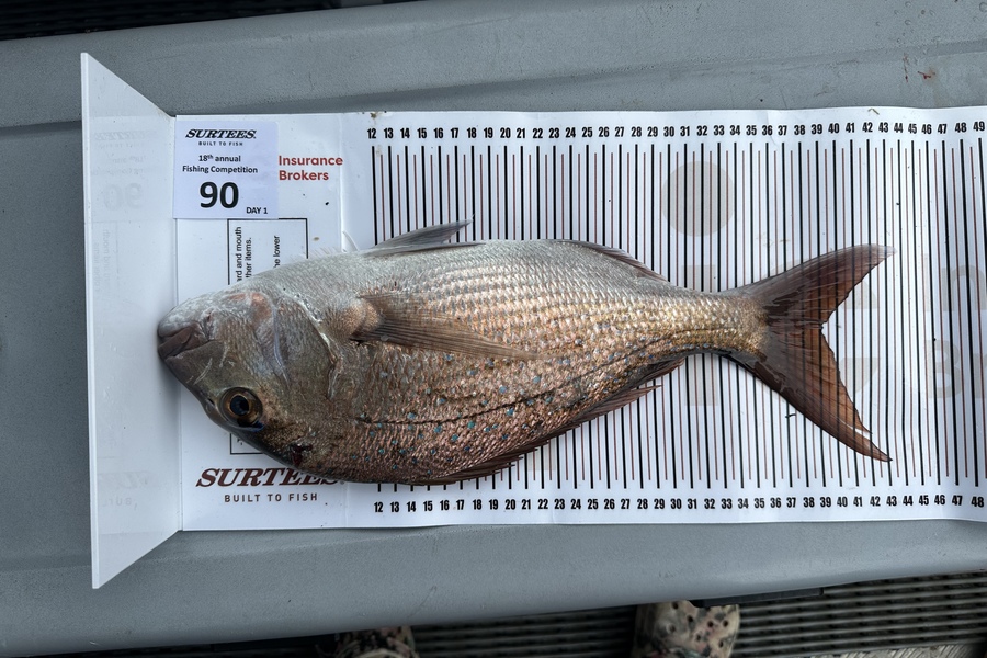 Steve Devine caught this 39.0cm Snapper at Coromandel during The Export NZ Fishing Competition