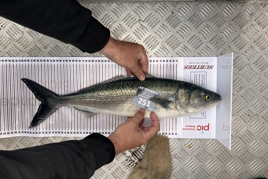 James Hood caught this 54.0cm Kahawai at Coromandel during The Export NZ Fishing Competition