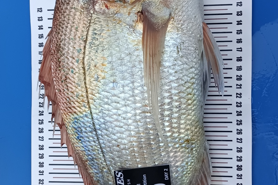 Chris  Needham caught this 47.5cm Snapper at Whitianga  during The Export NZ Fishing Competition