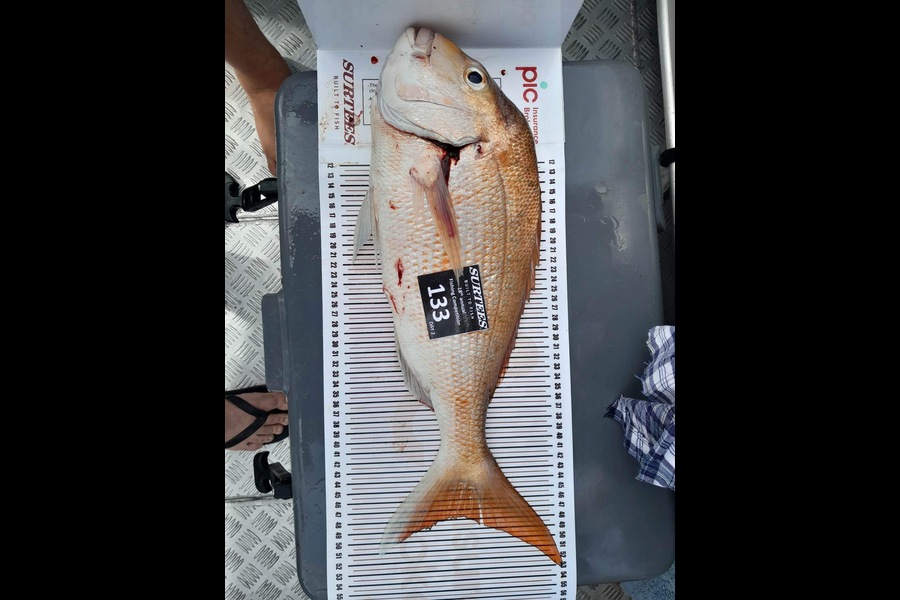 Cameron Weck caught this 47.5cm Snapper at Coromandel during The Export NZ Fishing Competition