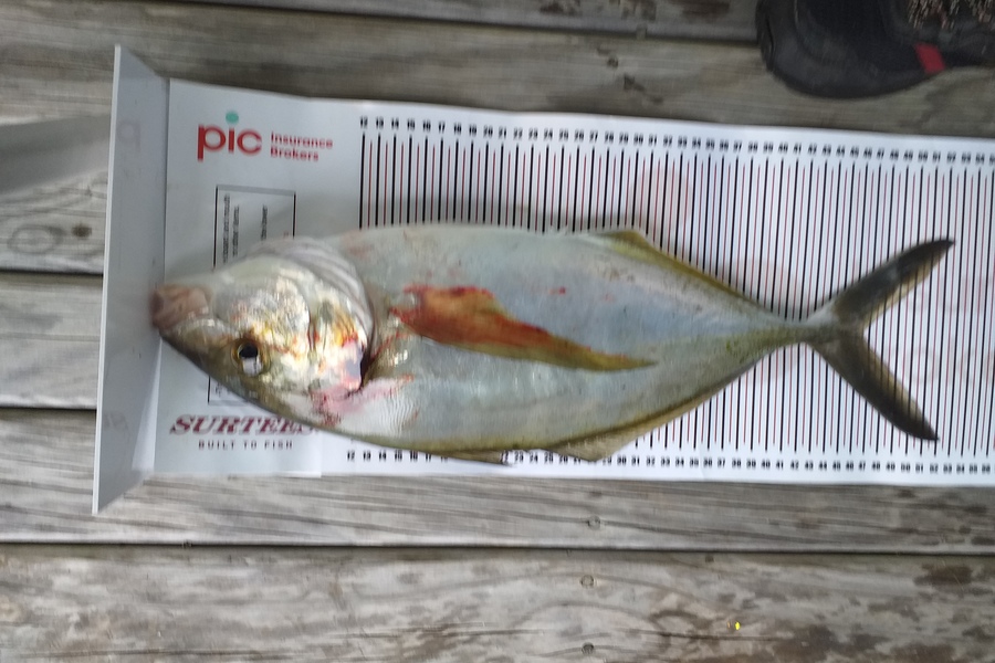 Brett Martin caught this 46.5cm Trevally at Coromandel during The Export NZ Fishing Competition