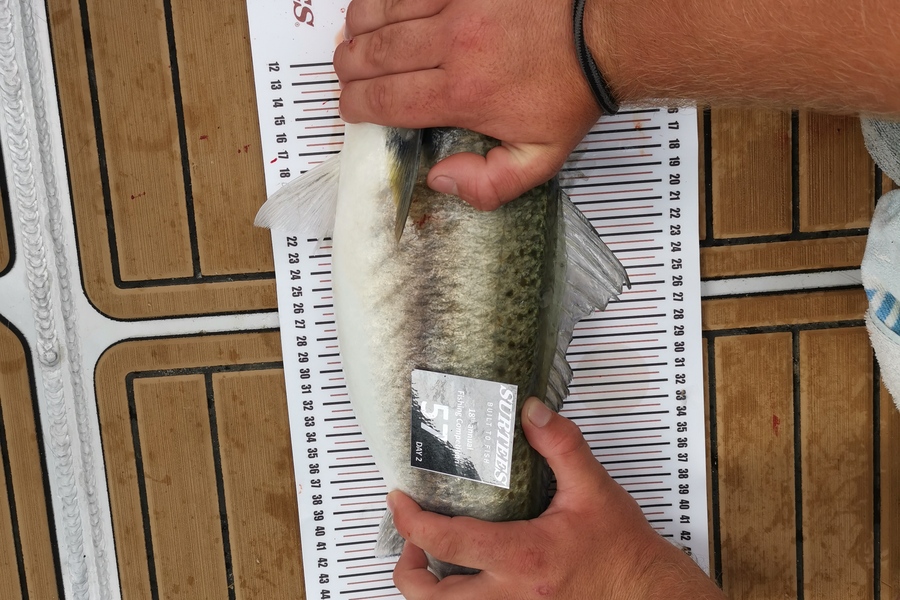 Cindy Bradbury caught this 55.5cm Kahawai at Whitianga  during The Export NZ Fishing Competition