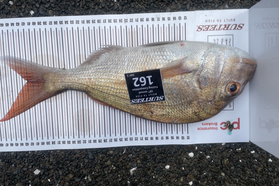 Donald Blair caught this 42.0cm Snapper at Coromandel during The Export NZ Fishing Competition
