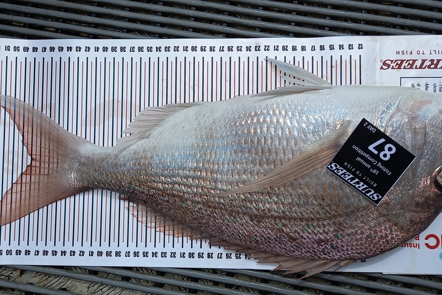 Janet Macky caught this 48.0cm Snapper at Coromandel during The Export NZ Fishing Competition