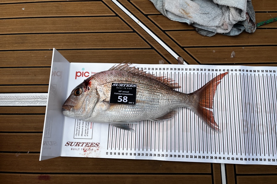 Luke Bradbury caught this 38.5cm Snapper at Whitianga  during The Export NZ Fishing Competition