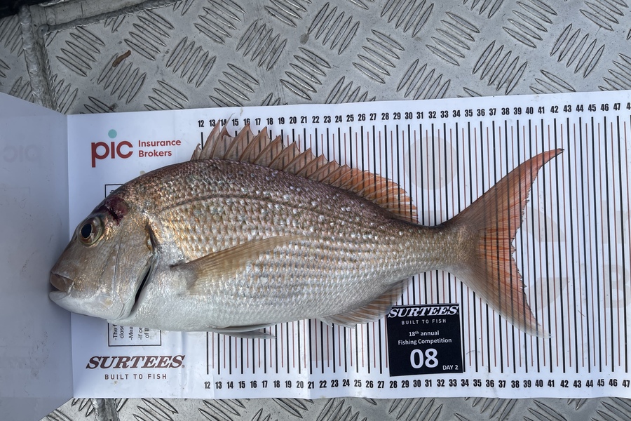 Chris  Gardner caught this 38.0cm Snapper at Coromandel during The Export NZ Fishing Competition