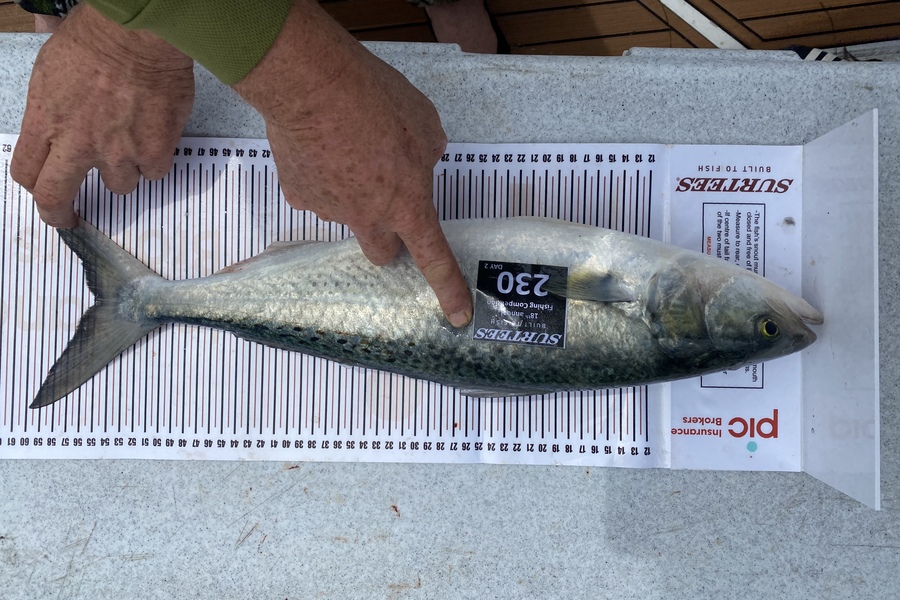 Malcolm Edgar caught this 55.0cm Kahawai at Coromandel during The Export NZ Fishing Competition
