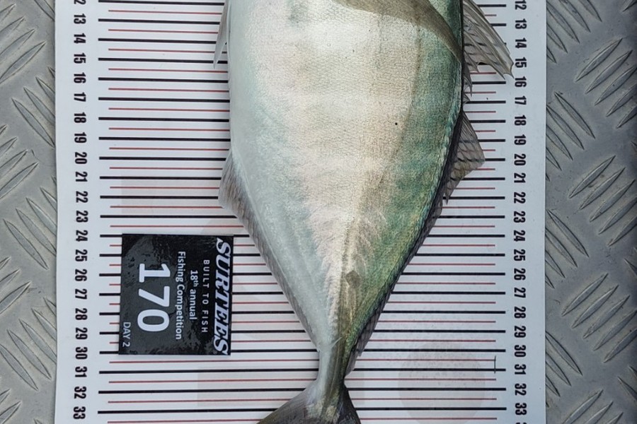 Scott Simpson caught this 35cm Trevally at Whitianga  during The Export NZ Fishing Competition