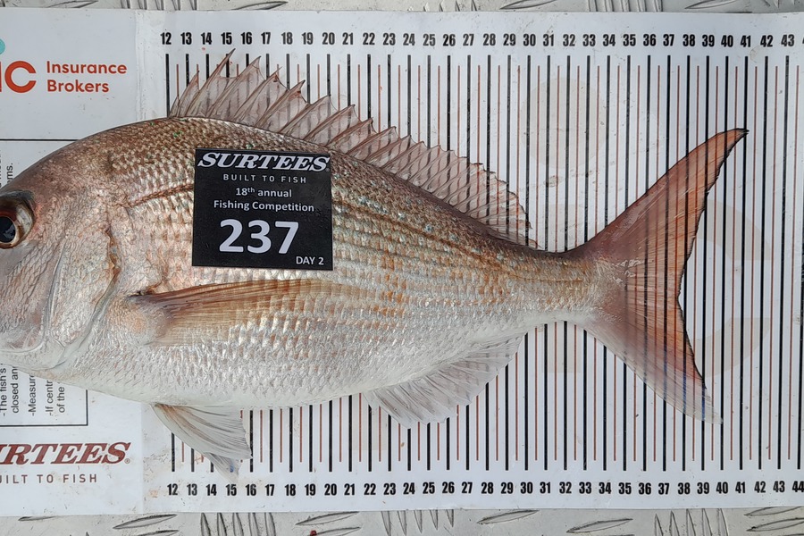Kellie Parsons caught this 37.5cm Snapper at Coromandel during The Export NZ Fishing Competition