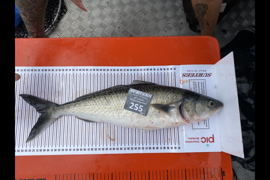 Mark Law caught this 50.5cm Kahawai at Coromandel during The Export NZ Fishing Competition