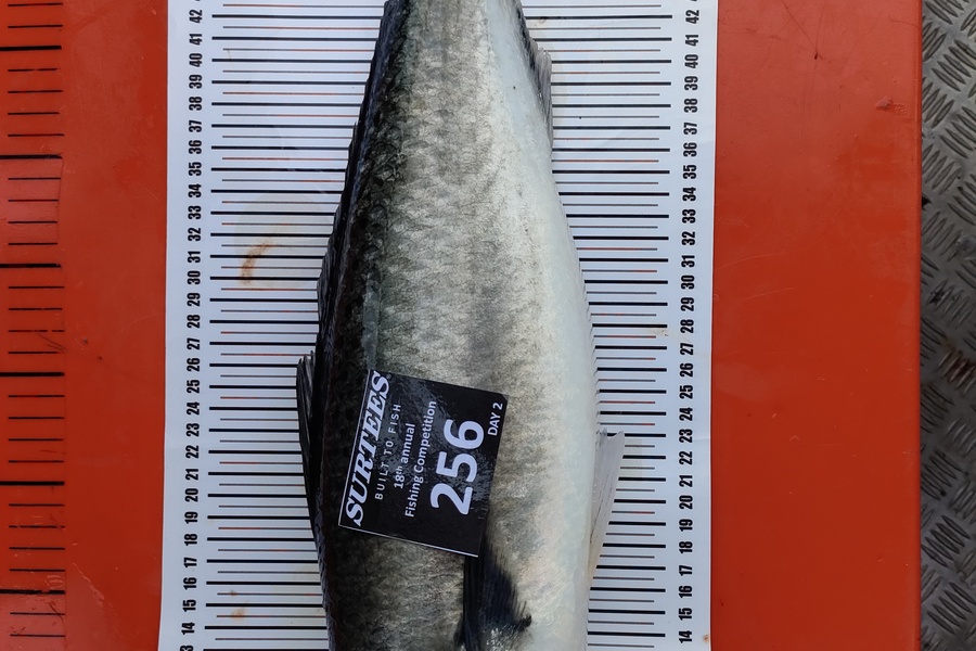 Chris Lacey caught this 53.0cm Kahawai at Coromandel during The Export NZ Fishing Competition