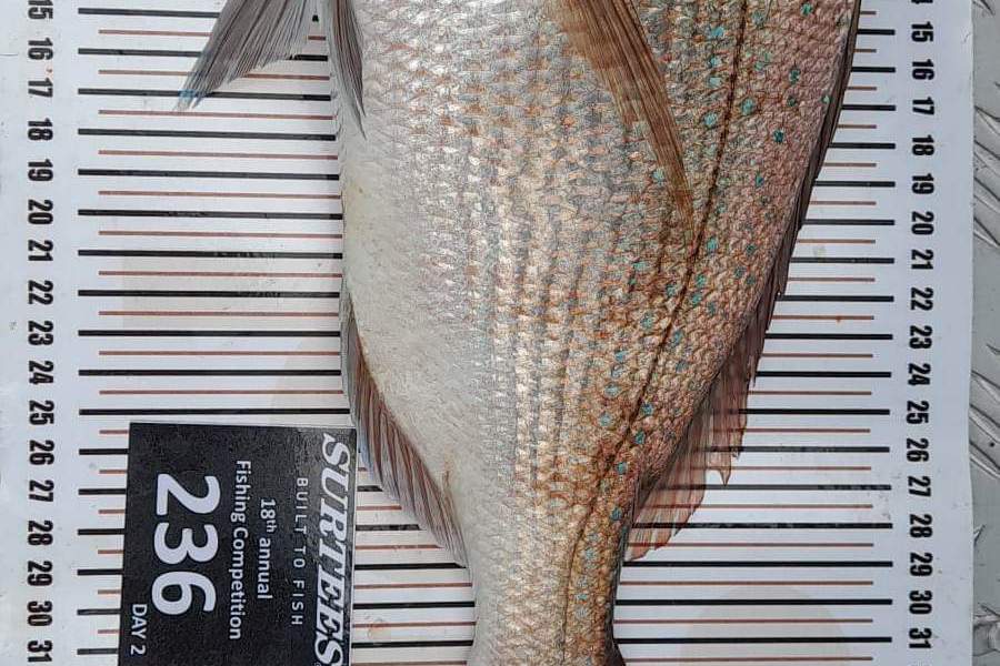 Phill Hill caught this 36.5cm Snapper at Coromandel during The Export NZ Fishing Competition