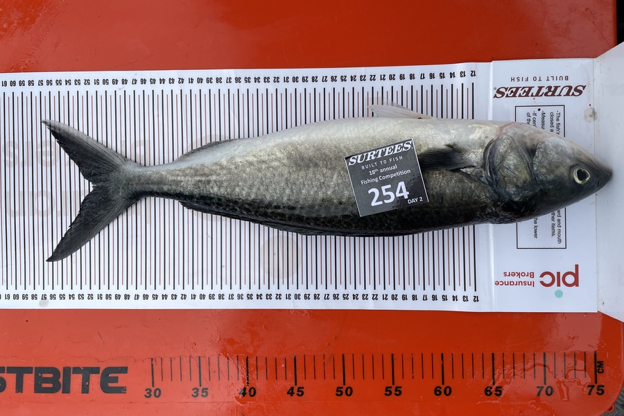 Glen Spearpoint caught this 51.5cm Kahawai at Coromandel during The Export NZ Fishing Competition