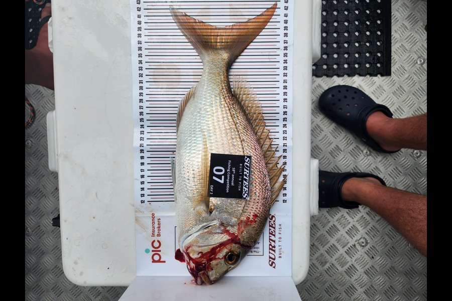 Alex Keys caught this 39.0cm Snapper at Whiti harbour during The Export NZ Fishing Competition