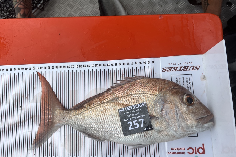 Stuart Hickey caught this 40.0cm Snapper at Coromandel during The Export NZ Fishing Competition