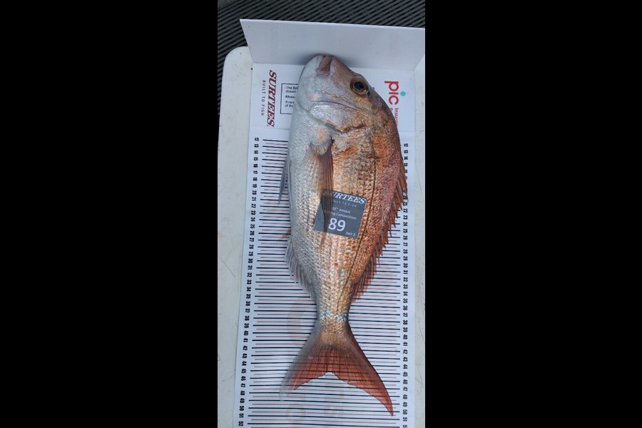 Shirley Van den Broek caught this 45.0cm Snapper at Coromandel during The Export NZ Fishing Competition