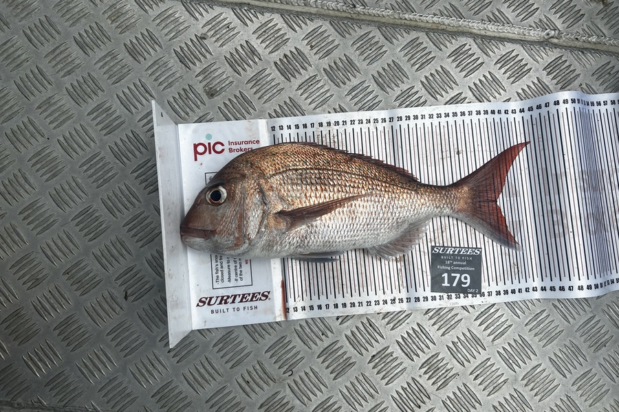Connor Rudd caught this 39.0cm Snapper at Coromandel during The Export NZ Fishing Competition