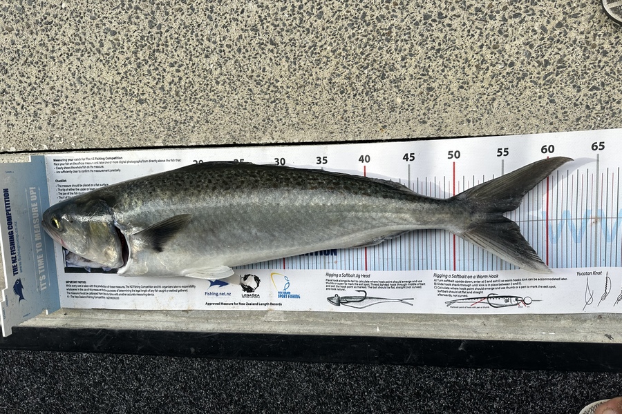 Flavio Soratto caught this 55.0cm Kahawai at Rothesay Bay during The Export NZ Fishing Competition
