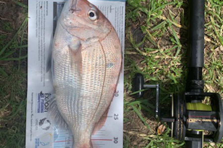 Brody Cleave caught this 36.5cm Snapper at Mahia Beach during The Export NZ Fishing Competition