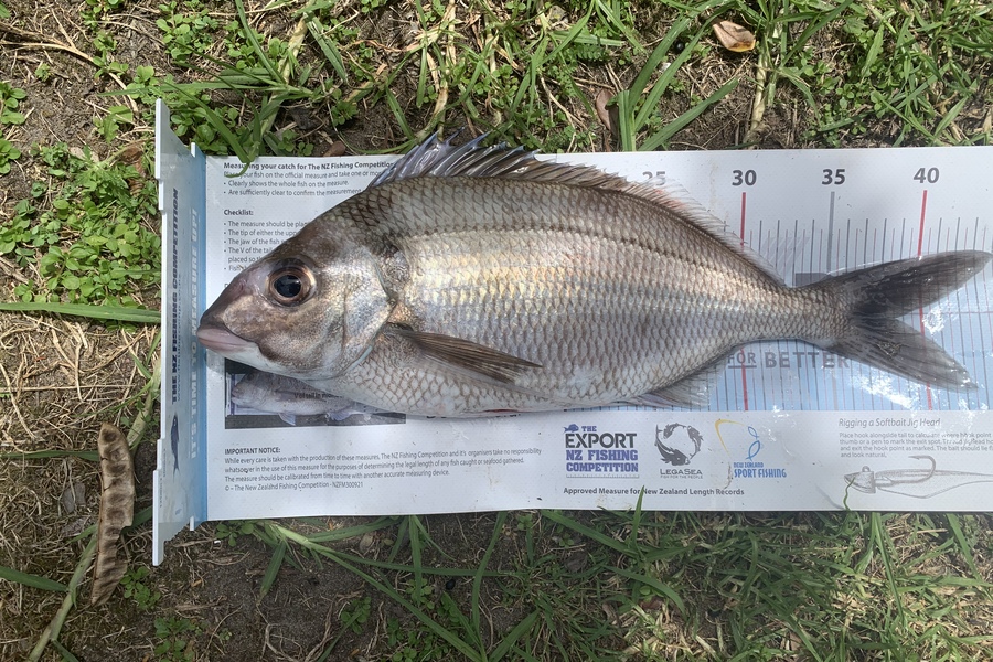 Matt  King  caught this 38.5cm Tarakihi at Mahia during The Export NZ Fishing Competition
