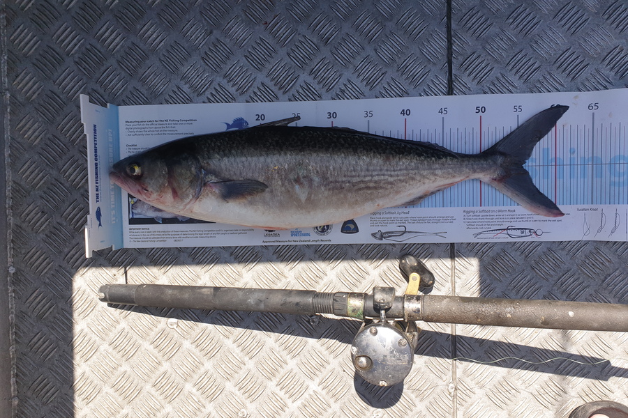 Craig Simpson caught this 55.0cm Kahawai at Mana Island  during The Export NZ Fishing Competition