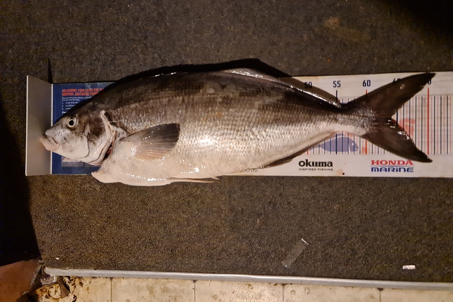 Scott Campbell caught this 64.0cm Blue Moki at Palliser bat during The Export NZ Fishing Competition