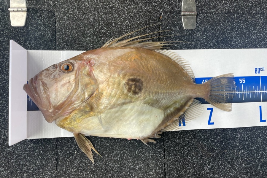 Louis Edwards  caught this 53.0cm John Dory at Tasman Bay  during The Export NZ Fishing Competition